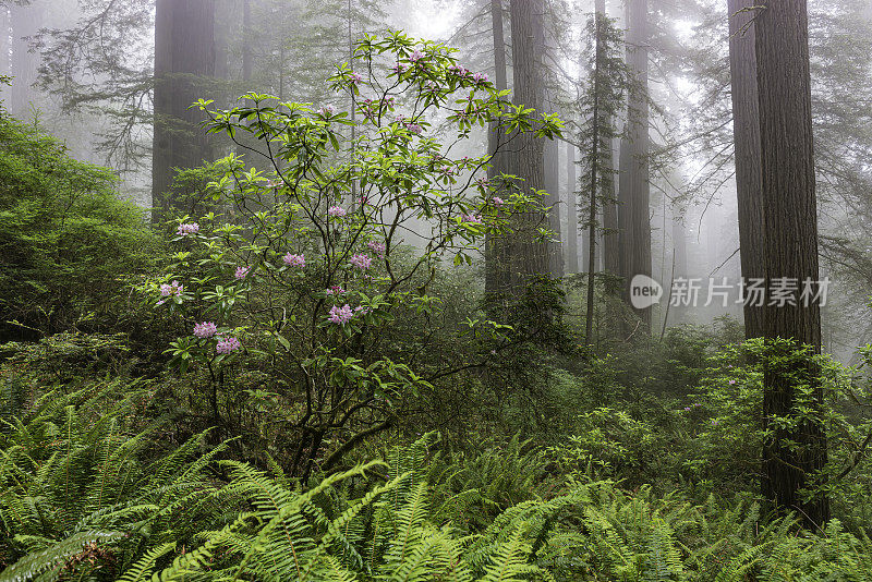 红杉(Sequoia sempervirens)是柏科(柏科)红杉属(Sequoia sempervirens)中唯一的活种。常见的名字包括海岸红杉、加州红杉和巨型红杉。北海岸红杉州立公园;再保险